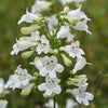 Penstemon digitalis - Foxglove Beardtongue - 38 Plug Tray