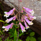 Penstemon hirsutus - Hairy Beardtongue