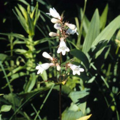 Penstemon calycosus - Calico Beardtongue - 3" Pot