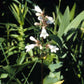 Penstemon calycosus - Calico Beardtongue