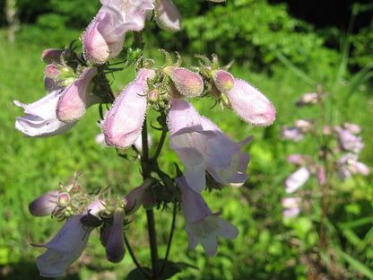 Penstemon calycosus - Calico Beardtongue