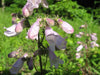 Penstemon calycosus - Calico Beardtongue