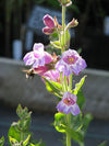 Penstemon cobaea - Showy Beardtongue