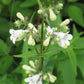 Penstemon digitalis - Foxglove Beardtongue