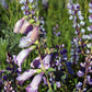 Penstemon grandiflorus - Large Flowered Beardtongue - 3" Pot