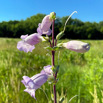 Penstemon grandiflorus - Large Flowered Beardtongue - 3" Pot