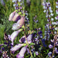Penstemon grandiflorus - Large Flowered Beardtongue
