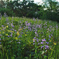 Penstemon grandiflorus - Large Flowered Beardtongue