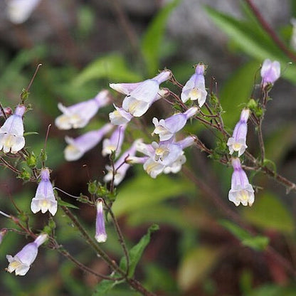 Penstemon hirsutus - Hairy Beardtongue - 38 Plug Tray