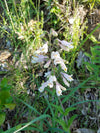 Penstemon pallidus - Pale Beardtongue