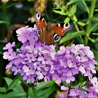 Phlox maculata - Wild Sweet William