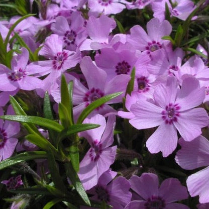 Phlox pilosa - Prairie Phlox