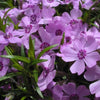 Phlox pilosa - Prairie Phlox