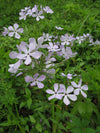 Phlox divaricata - Wild Blue Phlox - 3" Pot