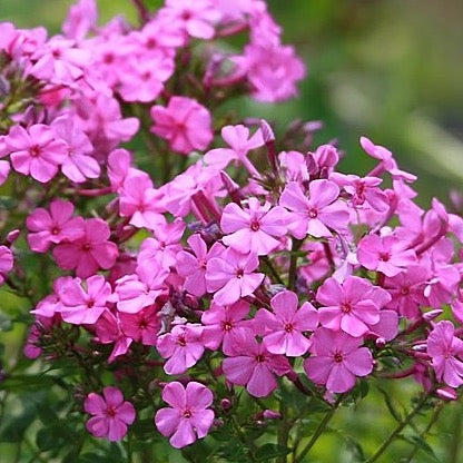 Phlox paniculata - Garden Phlox - 38 Plug Tray