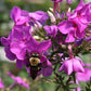 Phlox paniculata - Garden Phlox
