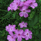 Phlox paniculata - Garden Phlox