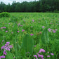 Phlox pilosa - Prairie Phlox