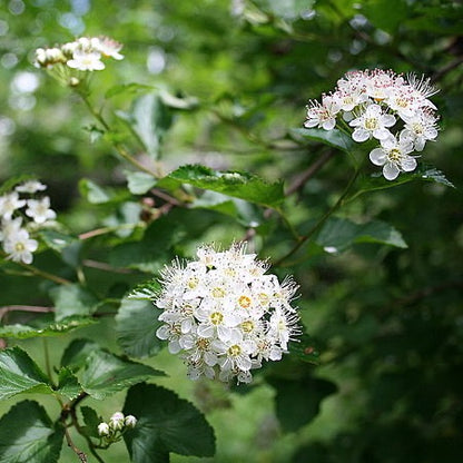 Physocarpus opulifolius - Prairie Ninebark - 1 Gallon Pot