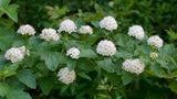 Physocarpus opulifolius - Prairie Ninebark - 38 Plug Tray