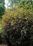 Physocarpus opulifolius - Prairie Ninebark - 1 Gallon Pot