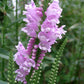 Physostegia virginiana - Obedient Plant