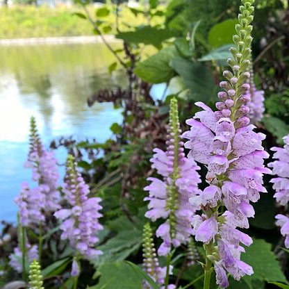 Physostegia virginiana - Obedient Plant - 3" Pot