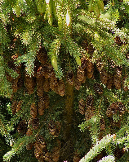 Picea glauca - White Spruce