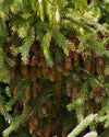 Picea glauca - White Spruce