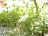 Poa palustris - Fowl Bluegrass