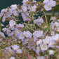 Polemonium reptans - Jacobs Ladder - 38 Plug Tray