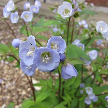 Polemonium reptans - Jacobs Ladder - 3" Pot