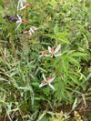 Porteranthus stipulatus - Western Indian Physic