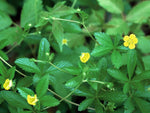 Potentilla simplex - Oldfield Cinquefoil - 38 Plug Tray