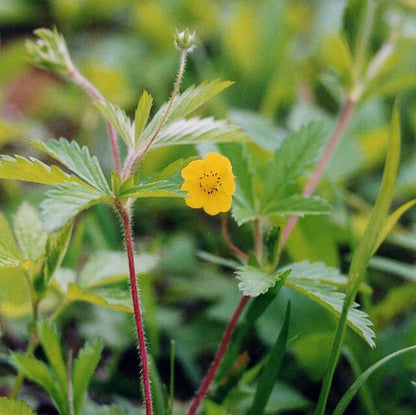 Potentilla simplex - Oldfield Cinquefoil