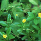 Potentilla simplex - Oldfield Cinquefoil