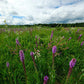 Liatris pycnostachya - Prairie Blazing Star