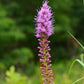 Liatris pycnostachya - Prairie Blazing Star - 3" Pot