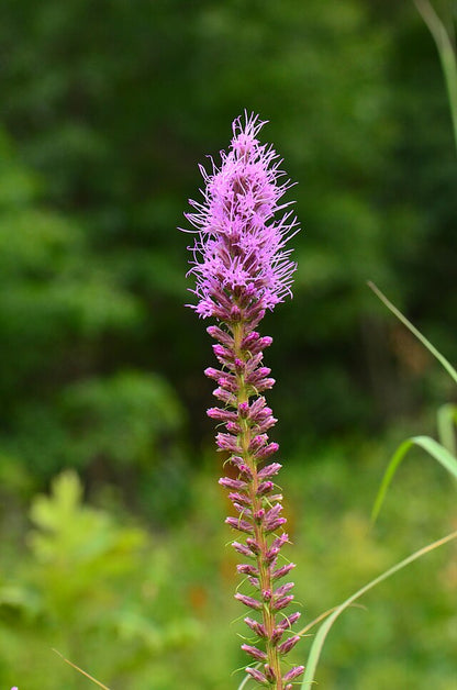 Liatris pycnostachya - Prairie Blazing Star