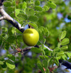 Prunus americana - Wild Plum