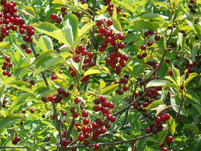 Prunus virginiana - Choke Cherry