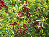 Prunus virginiana - Choke Cherry