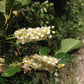 Prunus virginiana - Choke Cherry