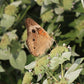 Pycnanthemum muticum - Clustered Mountain Mint