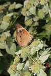 Pycnanthemum muticum - Clustered Mountain Mint - 38 Plug Tray