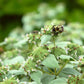 Pycnanthemum muticum - Clustered Mountain Mint
