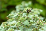 Pycnanthemum muticum - Clustered Mountain Mint - 38 Plug Tray