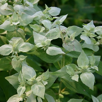 Pycnanthemum muticum - Clustered Mountain Mint