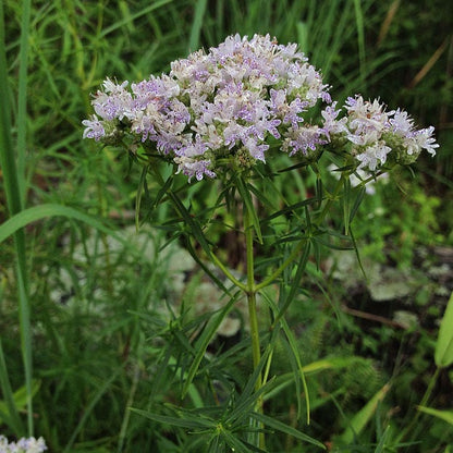 Pycnanthemum tenuifolium - Narrowleaf Mountain Mint - 38 Plug Tray