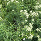 Pycnanthemum tenuifolium - Narrowleaf Mountain Mint